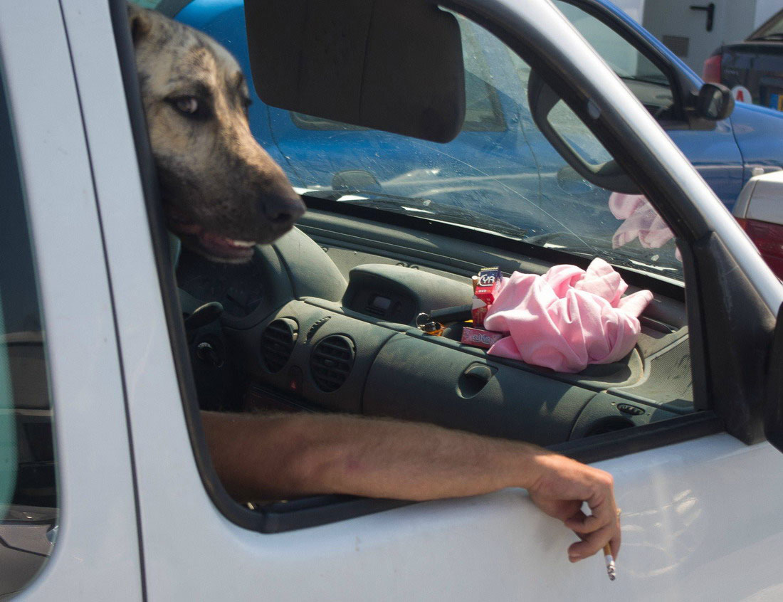 chien-fume-clope-voiture