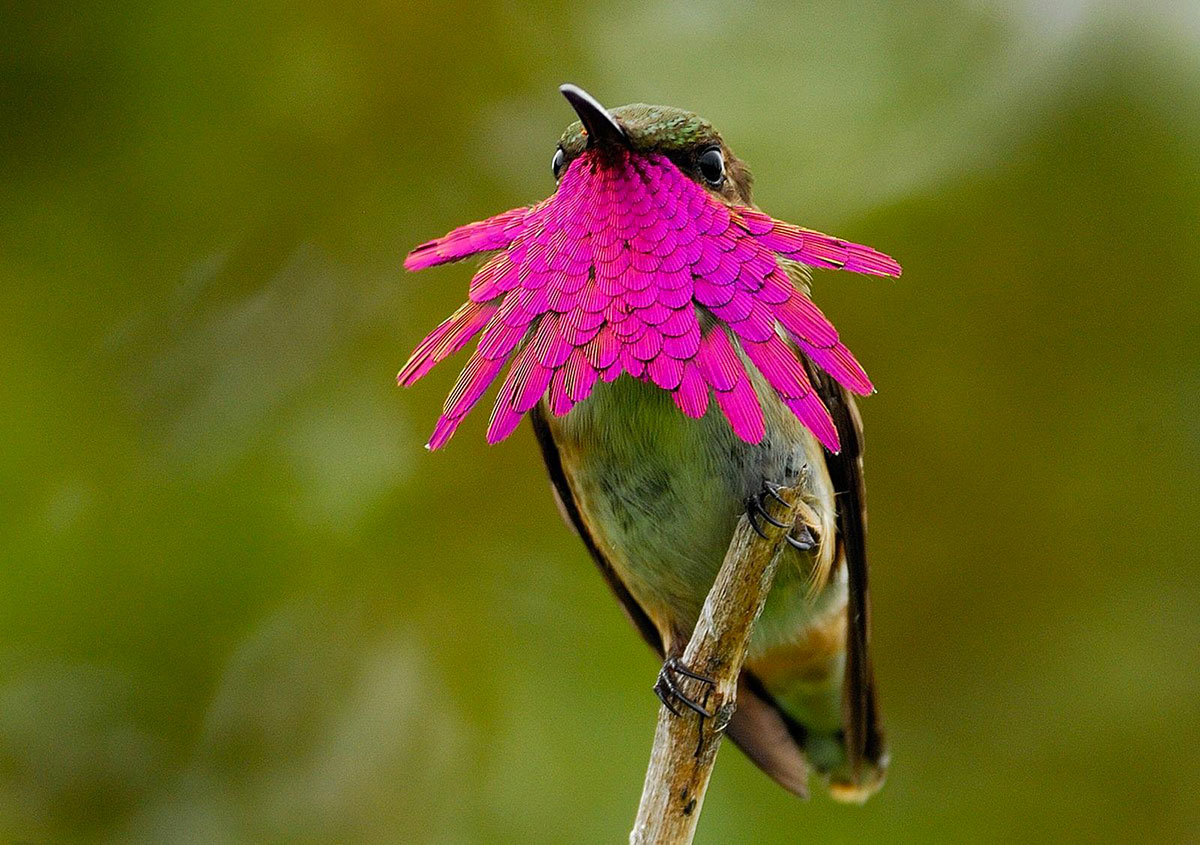 colibri-elliot-col-rose