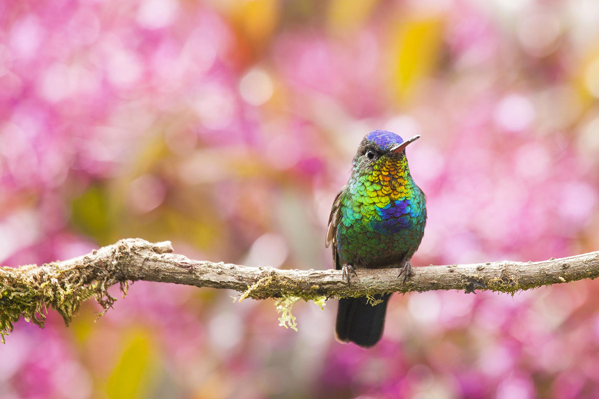 colibri-insigne-branche-rose