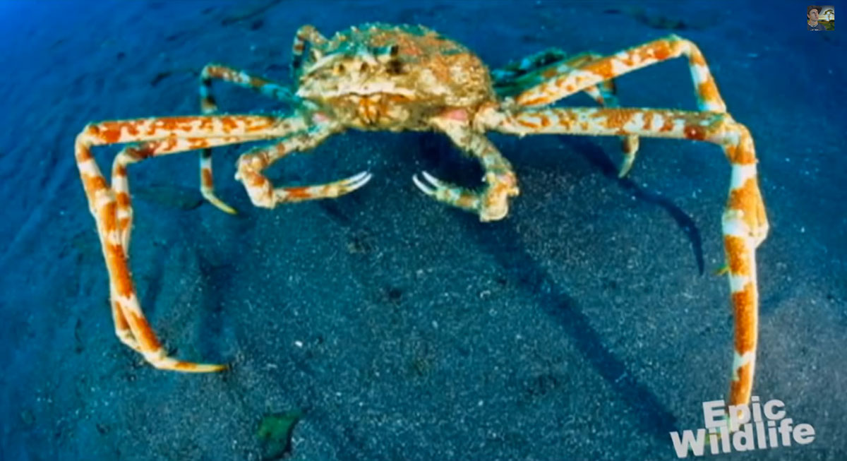 crabe-araignee-geant