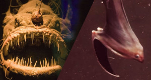 poissons-terrifiants-fonds-marins-enfer-une