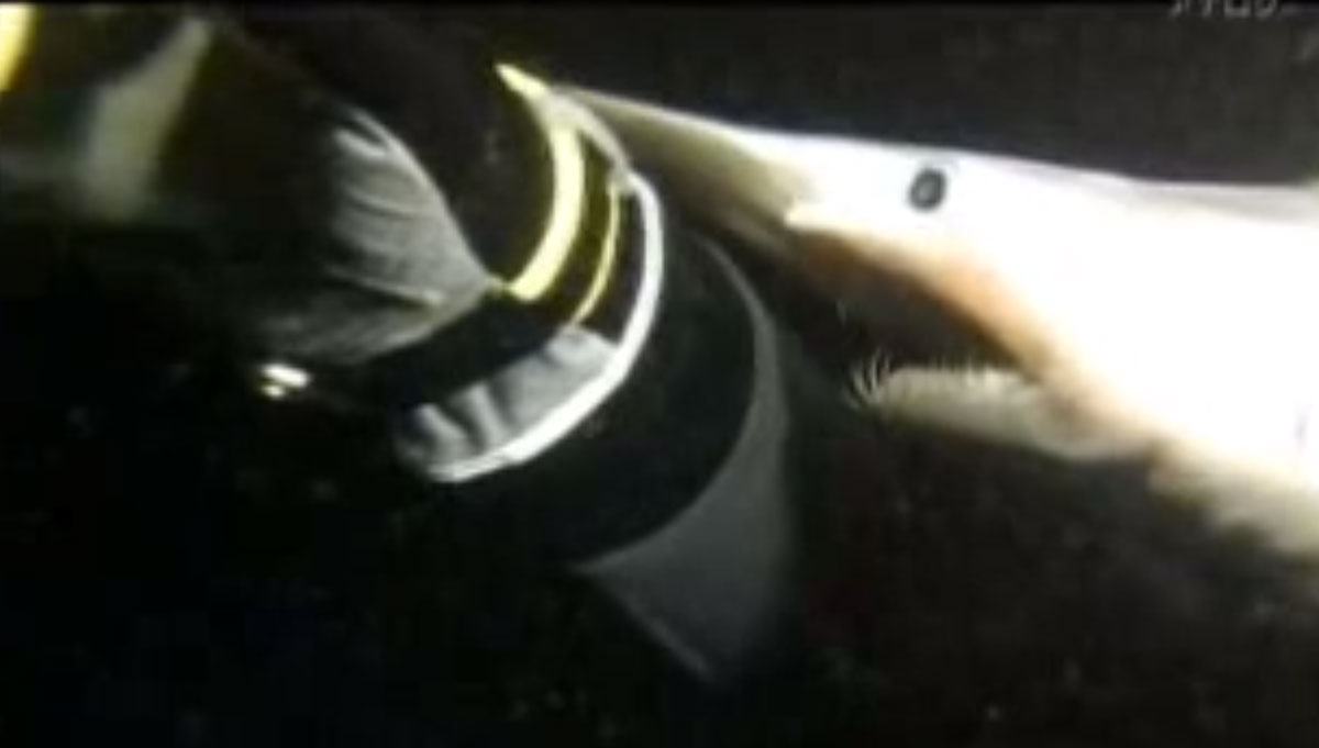 requin-gobelin-plongeur