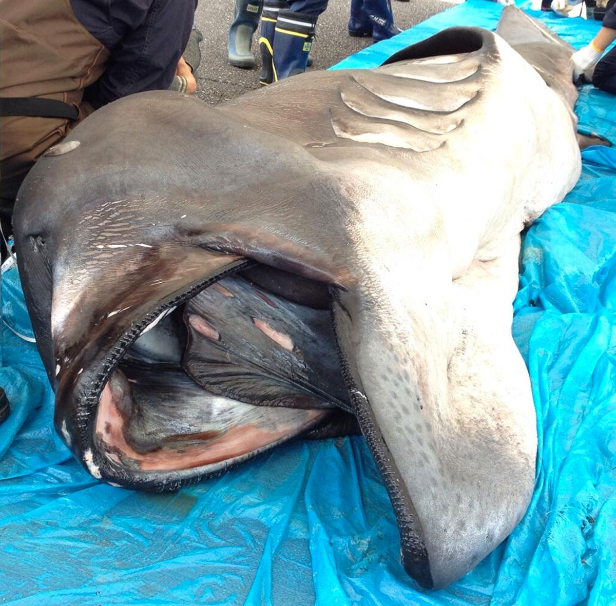 requin-grande-gueule