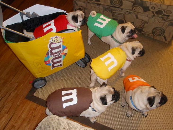 M&ms-chien