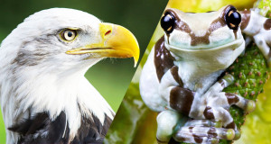 animaux-risque-de-disparition-une