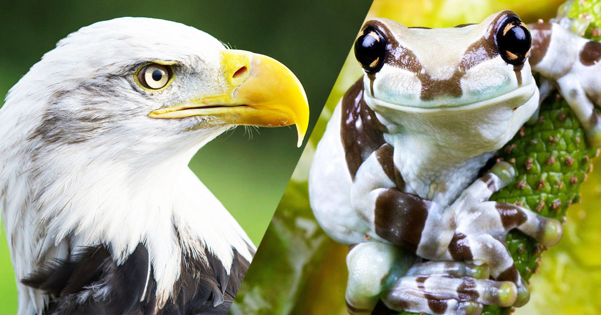 animaux-risque-de-disparition-une