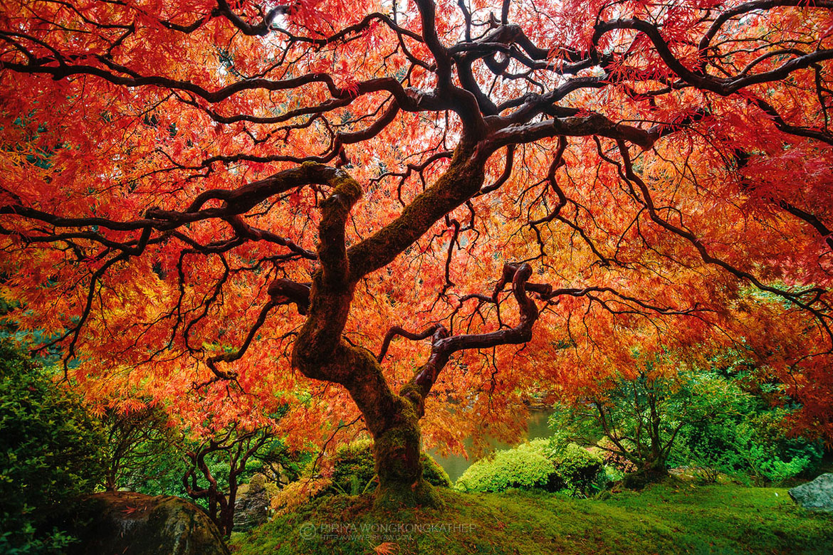 arbre-japon-automne