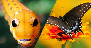 avant-apres-papillons