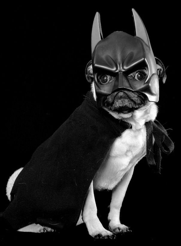 bulldog-batman
