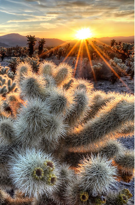 cactus-couche-soleil