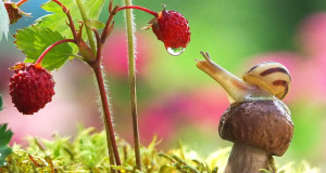champignons-photographies-une