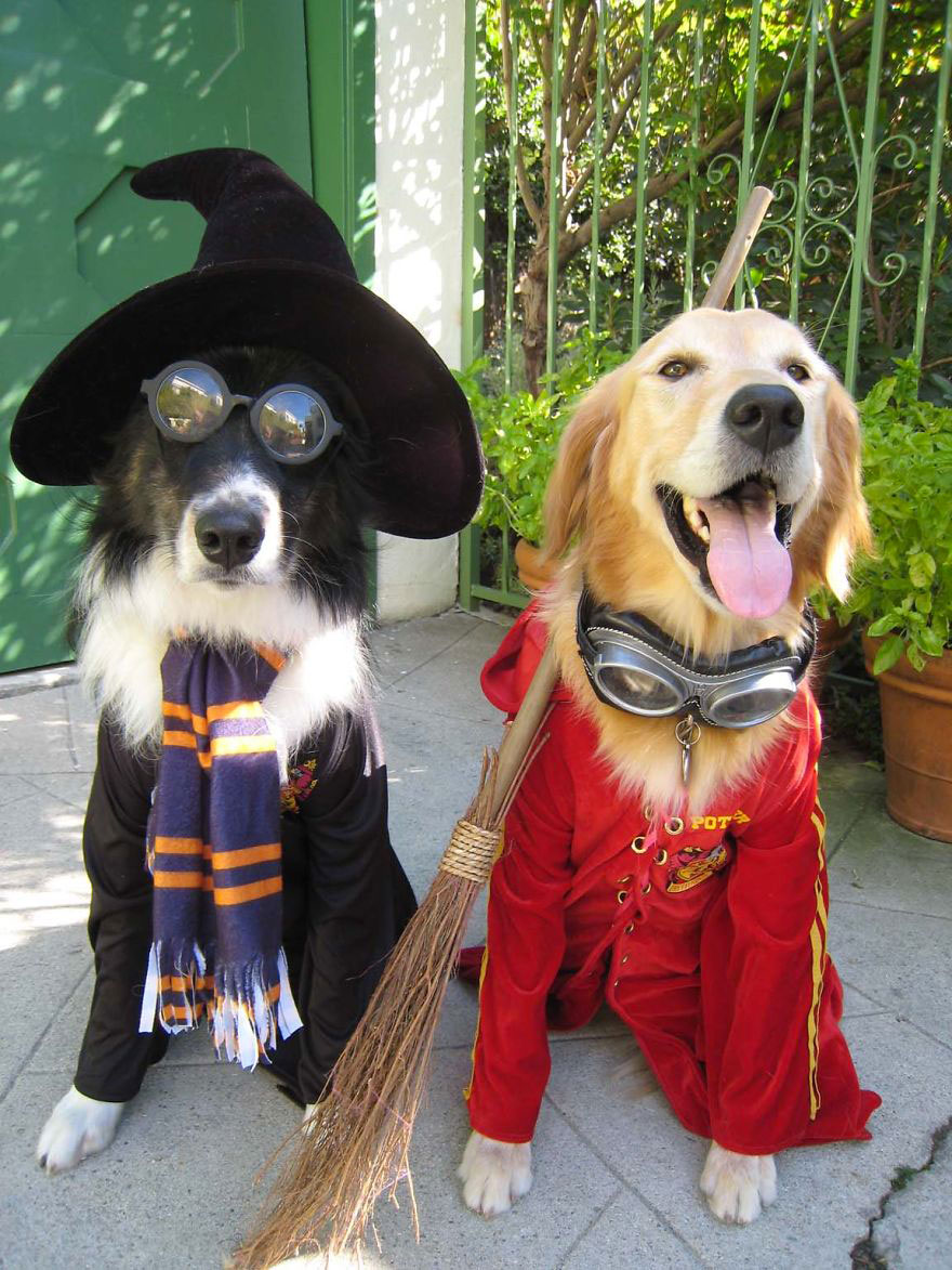 chien-harry-potter