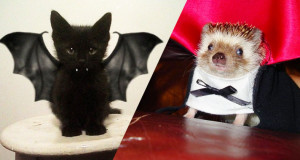 deguisement-animaux-une1