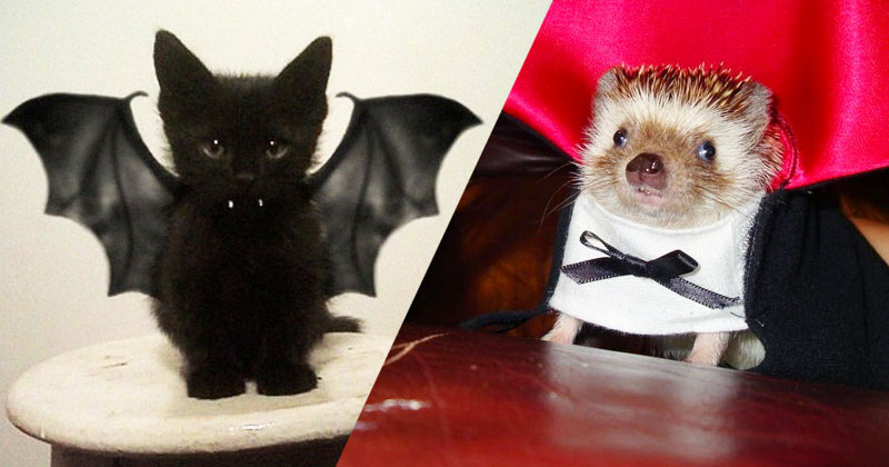 deguisement-animaux-une1