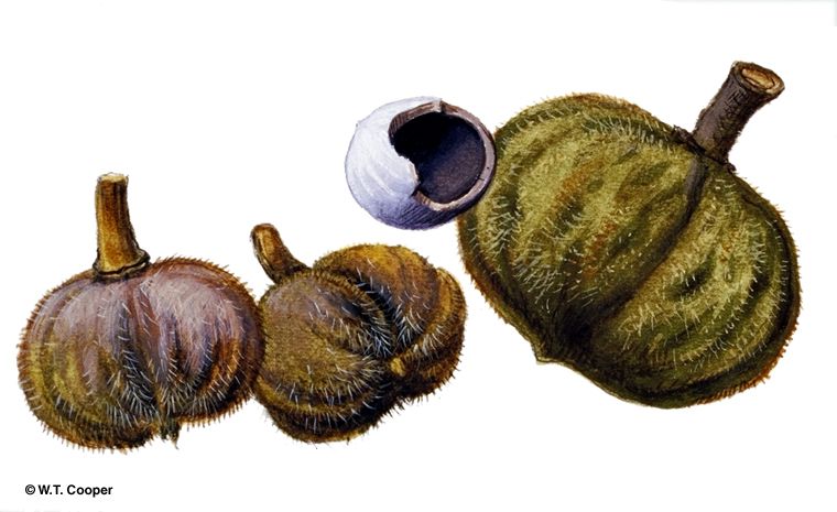 dessin-blushwood-berries