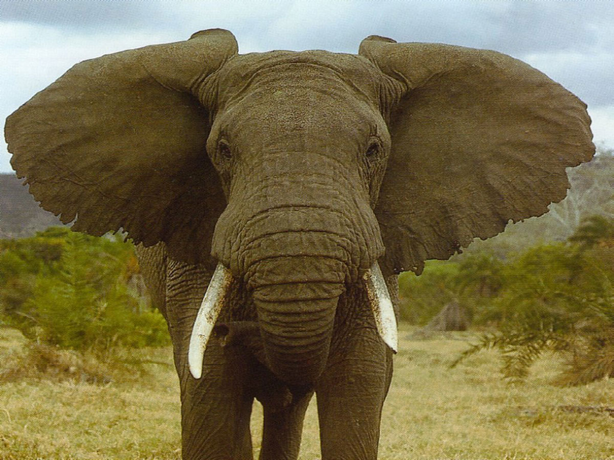elephant-afrique