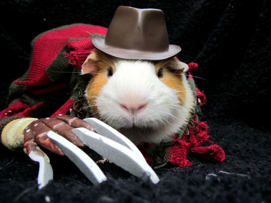 freddy-krueger-hamster
