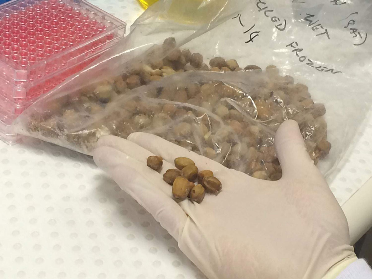 graines-contre-cancer