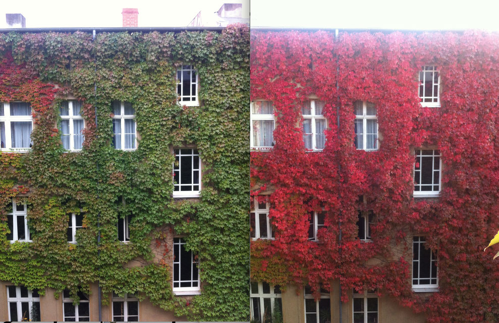 immeuble-facade-fleur-transformation-automne