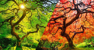 japon-erable-automne