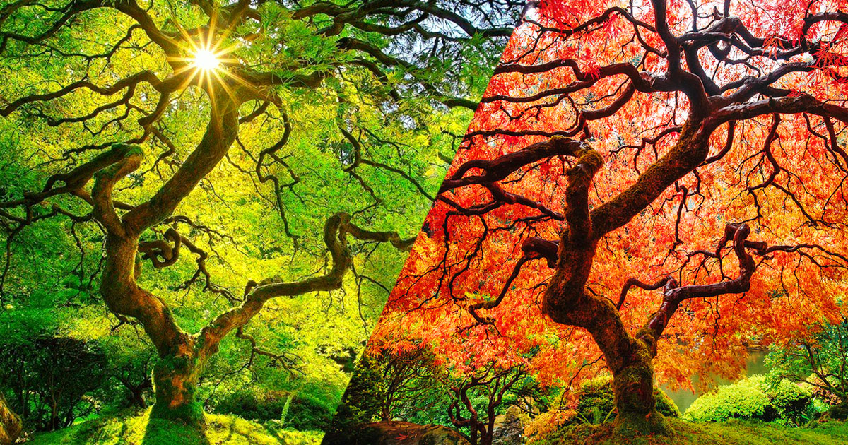 japon-erable-automne