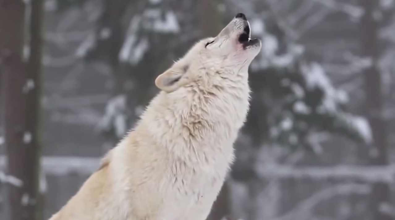 loups-action-rivieres-capture-01