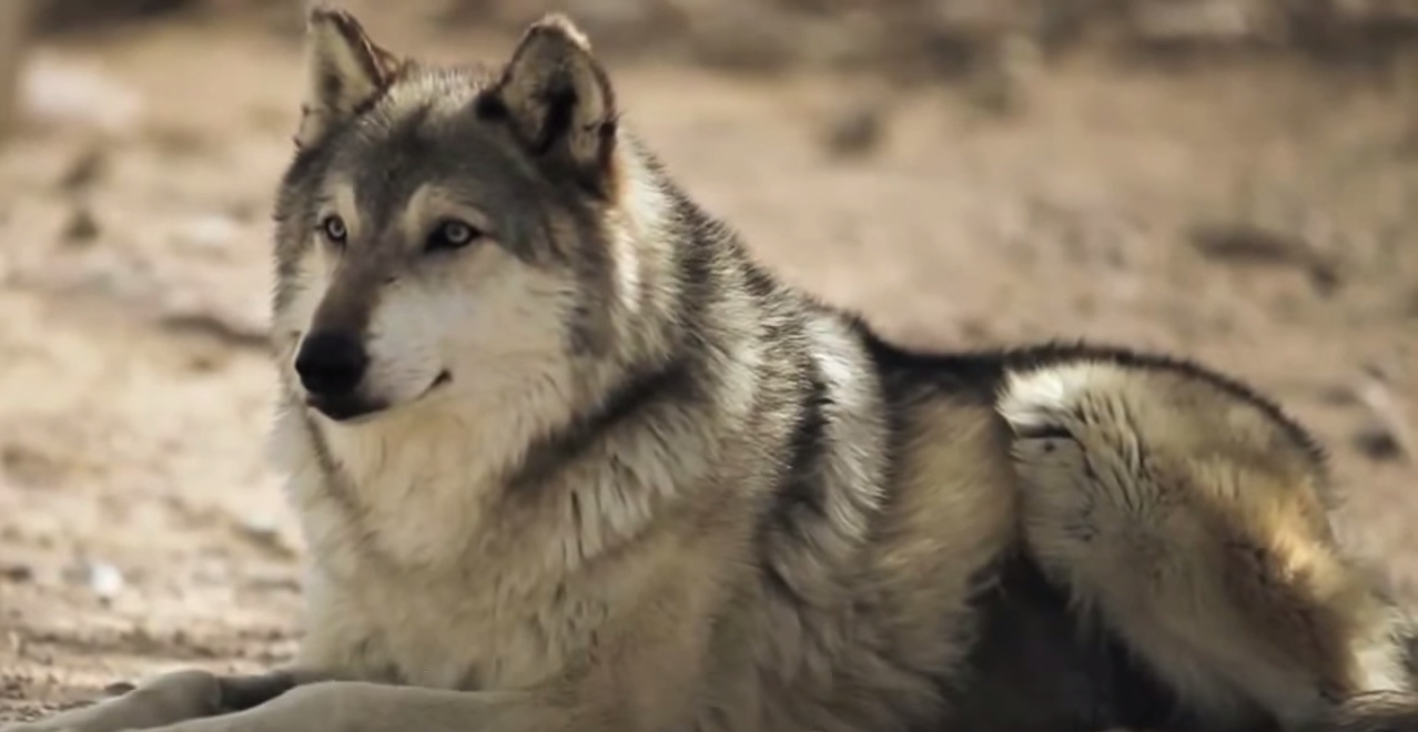 loups-action-rivieres-capture-02