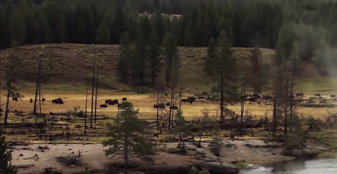 loups-action-rivieres-capture-03