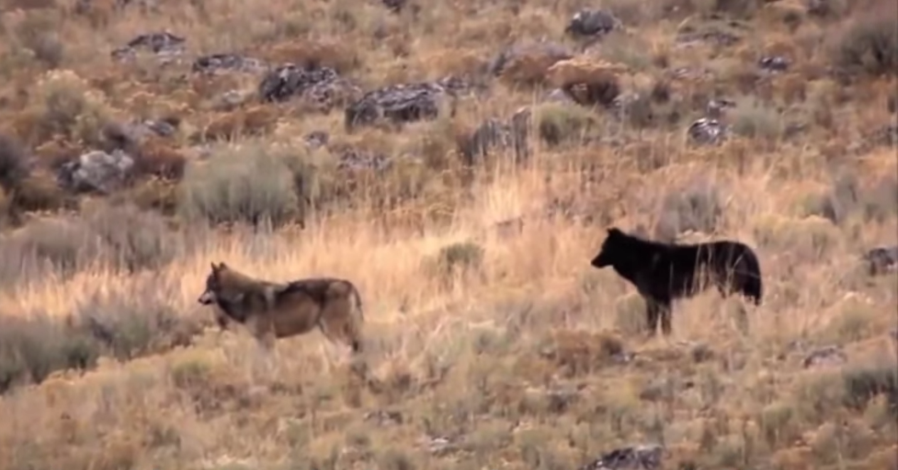 loups-action-rivieres-capture-04