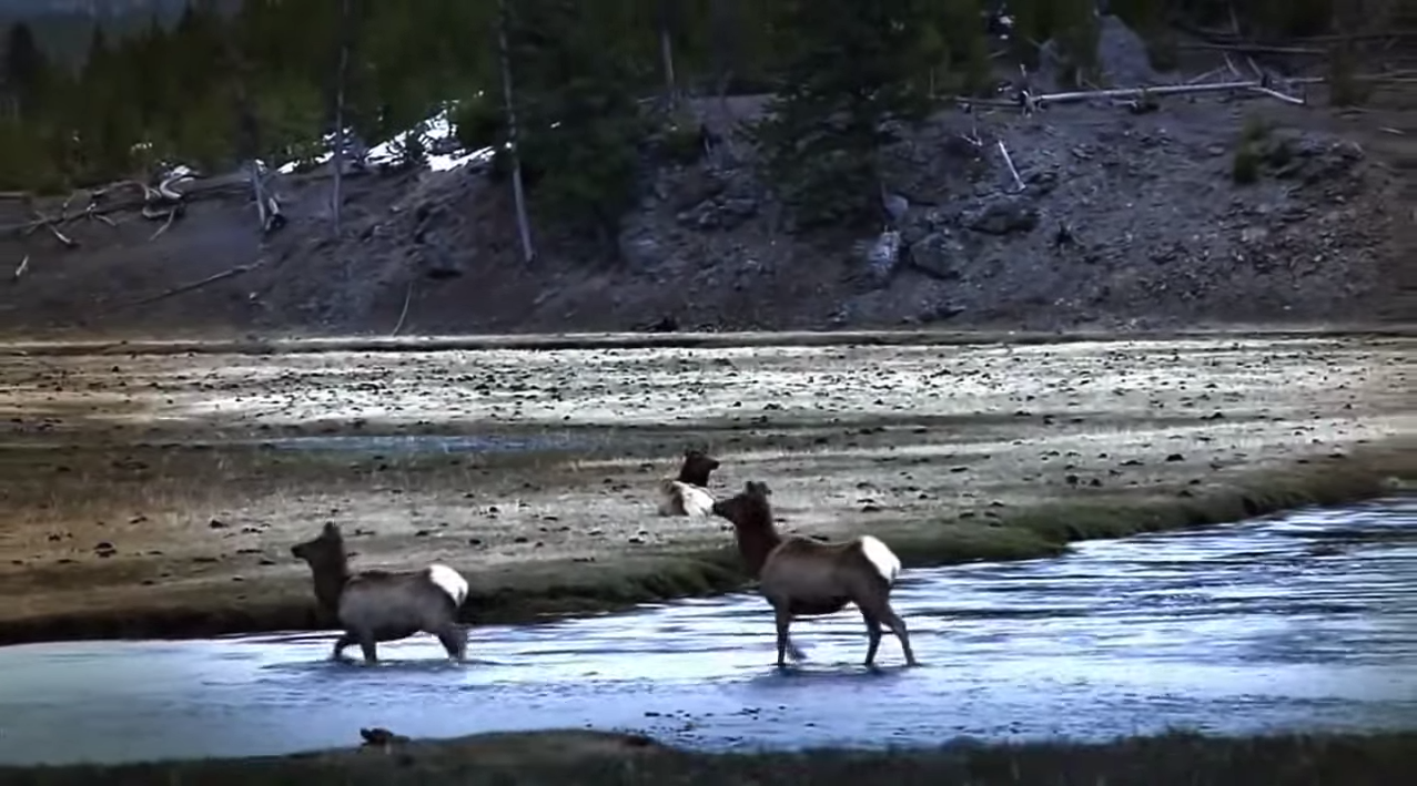 loups-action-rivieres-capture-05