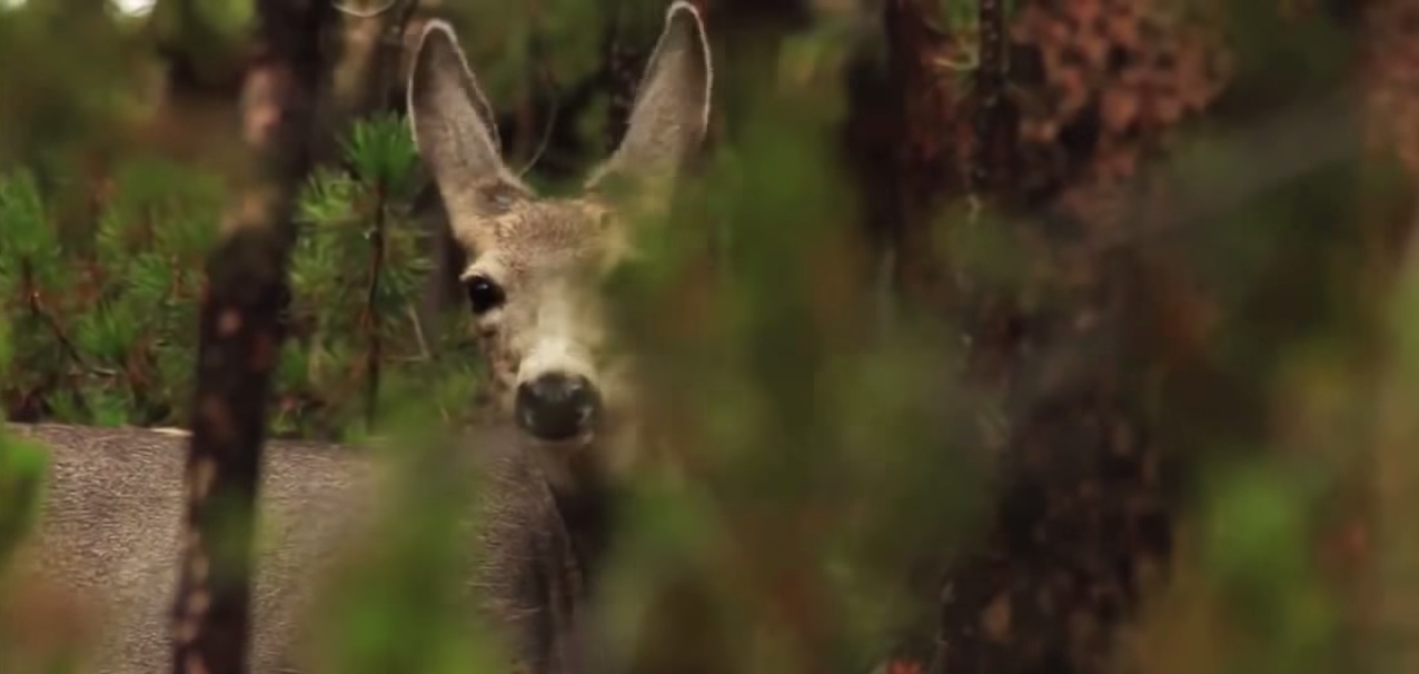 loups-action-rivieres-capture-06