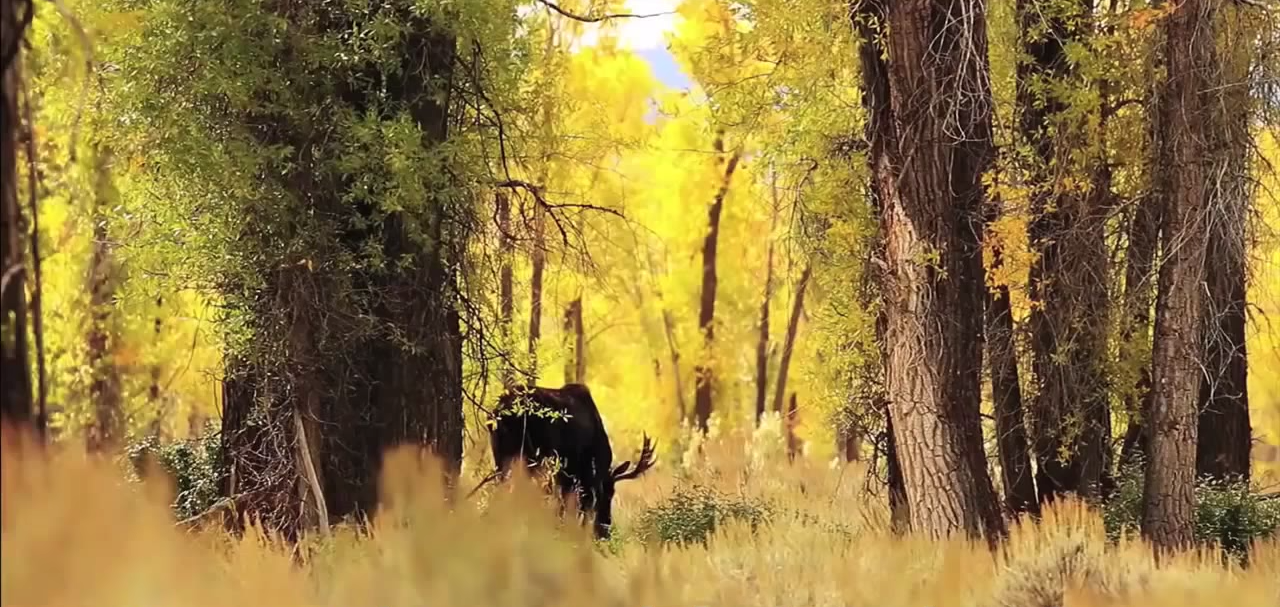 loups-action-rivieres-capture-07