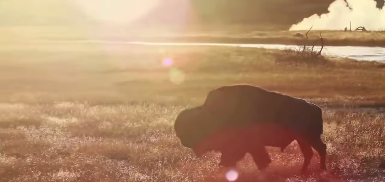 loups-action-rivieres-capture-08