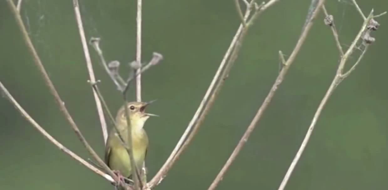 loups-action-rivieres-capture-09