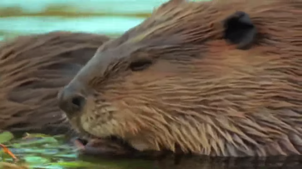 loups-action-rivieres-capture-10