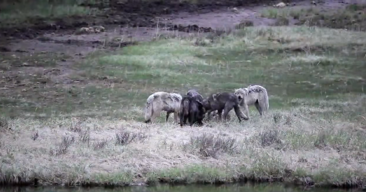 loups-action-rivieres-capture-11