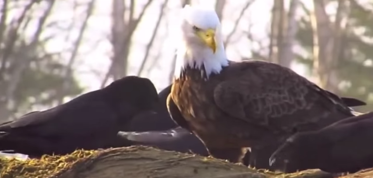 loups-action-rivieres-capture-12