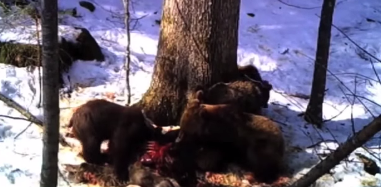 loups-action-rivieres-capture-13