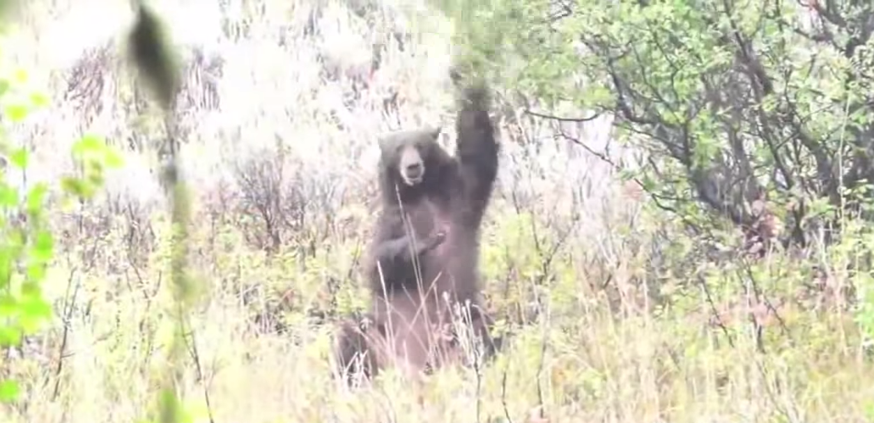 loups-action-rivieres-capture-14