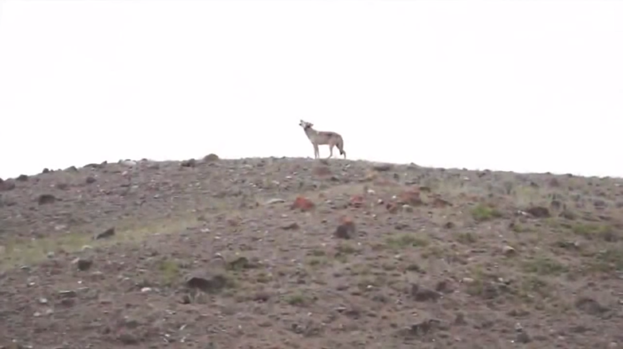 loups-action-rivieres-capture-15