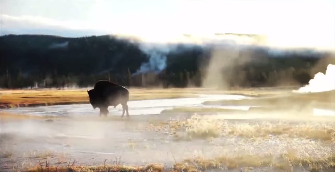 loups-action-rivieres-capture-19