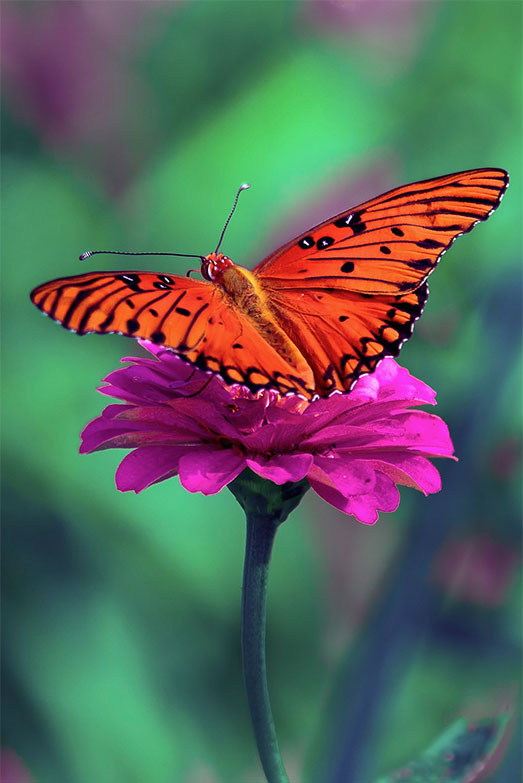 papillon-orange-sur-fleur-rose