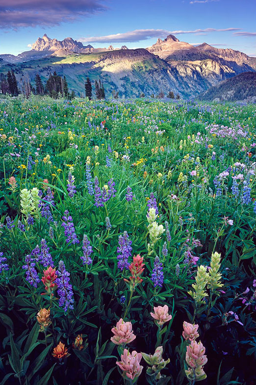 parterre-floral-mulitcolore