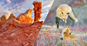 paysages-animaux-photos-nature