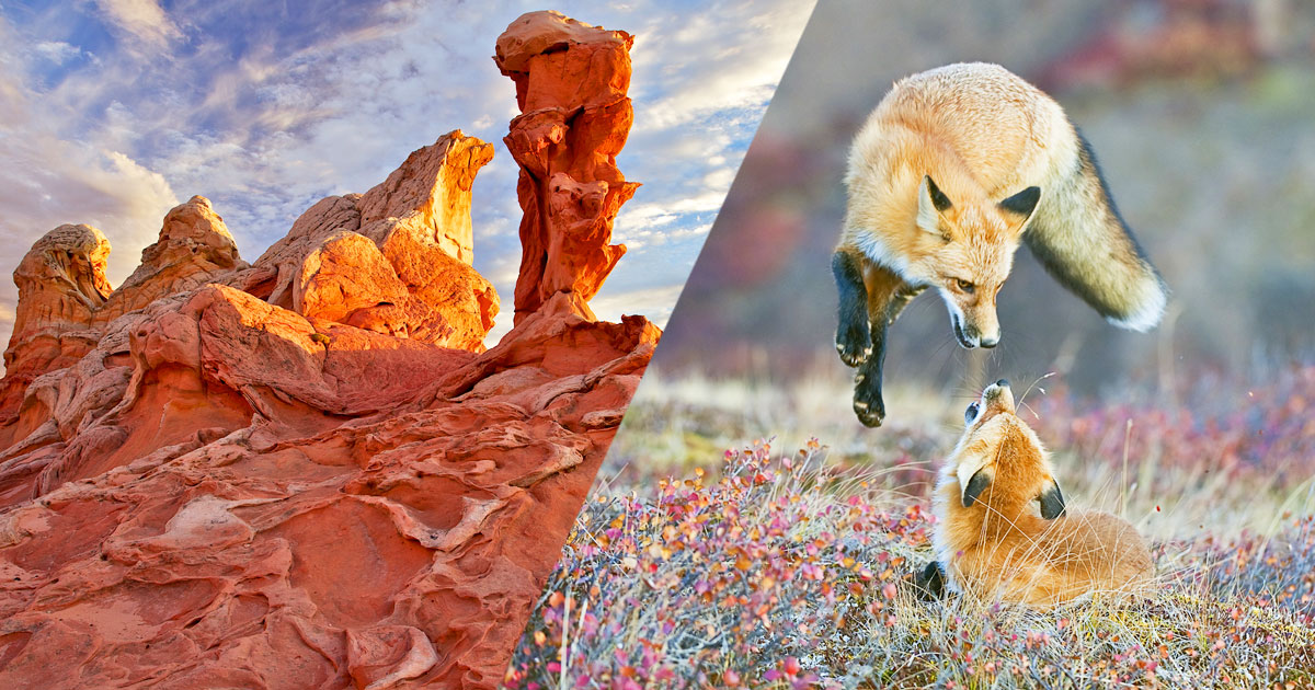 paysages-animaux-photos-nature