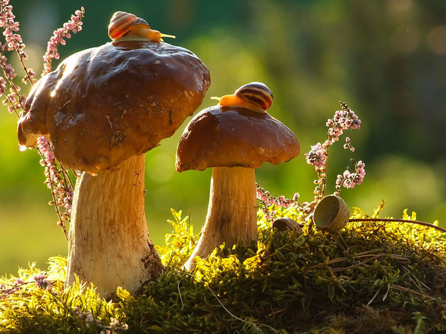 photographies-champignons-vyacheslav-mishchenko-01