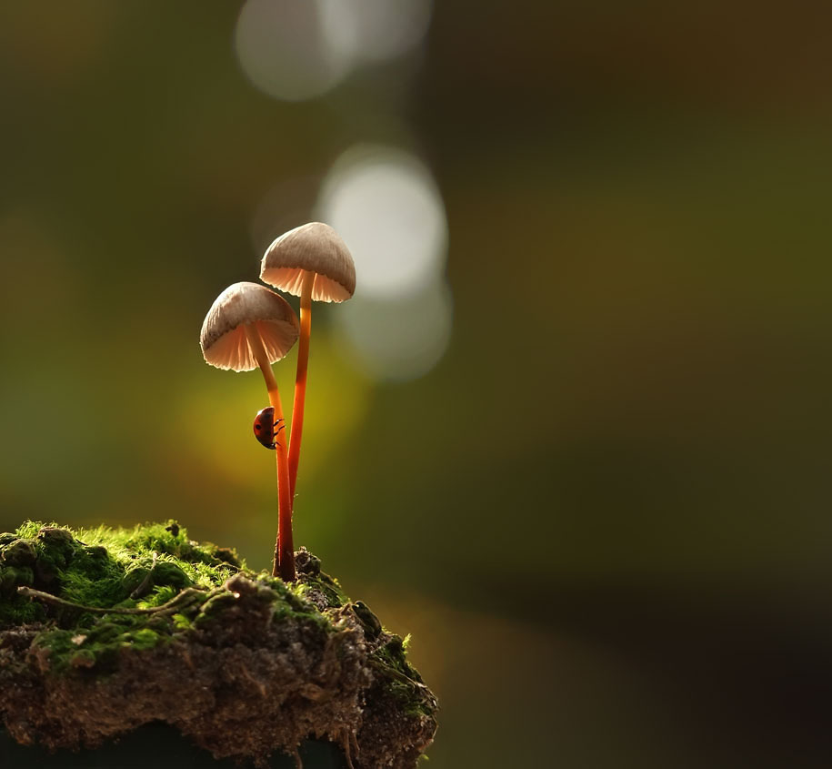 photographies-champignons-vyacheslav-mishchenko-02