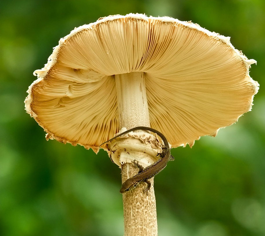 photographies-champignons-vyacheslav-mishchenko-03