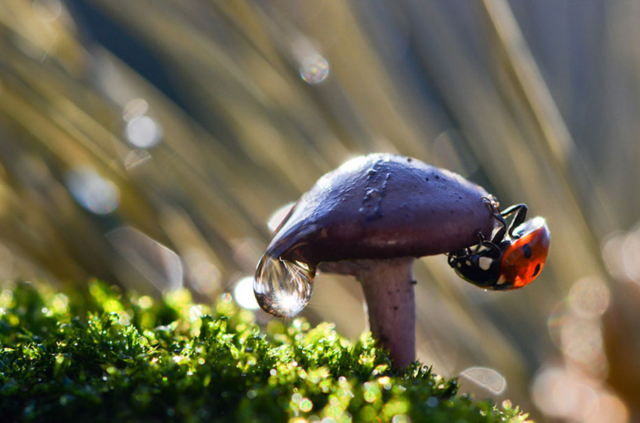 photographies-champignons-vyacheslav-mishchenko-04