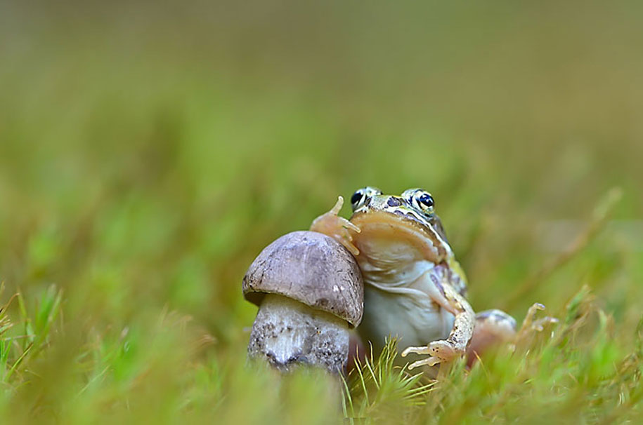 photographies-champignons-vyacheslav-mishchenko-05